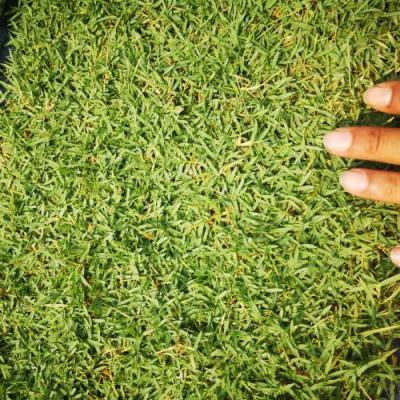 Carpet Grass (Philippine)